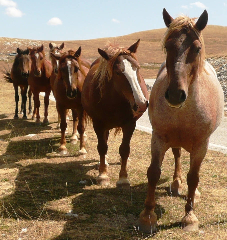 Countryside queue abruzzo