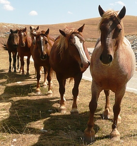 Countryside queue abruzzo