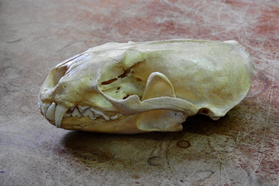 Bone teeth anatomy