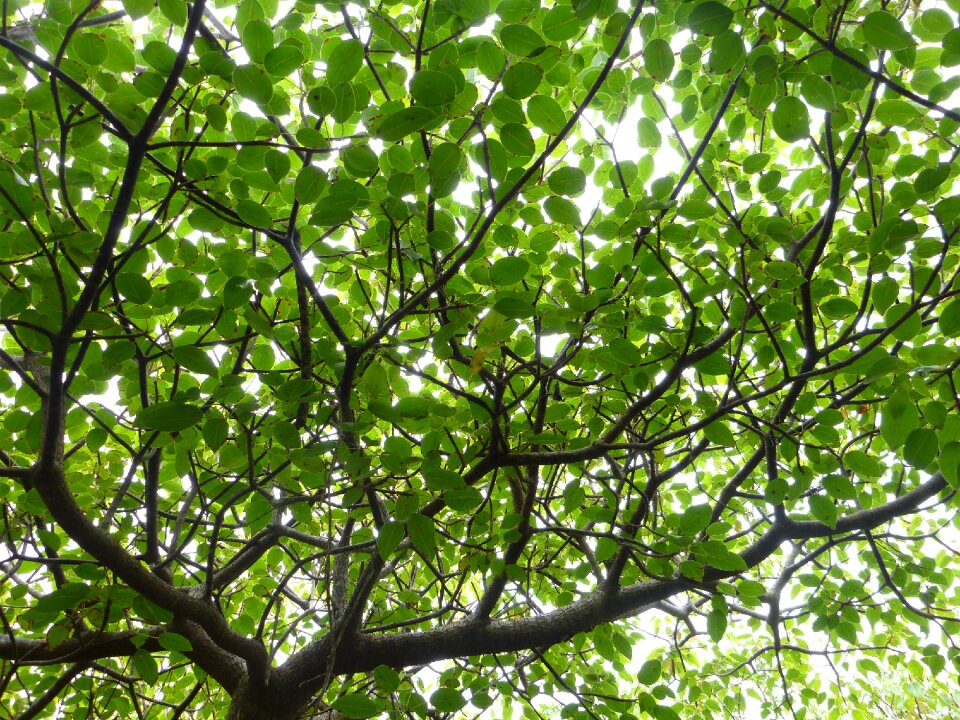 Leaves tree foliage