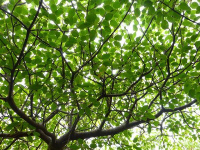 Leaves tree foliage