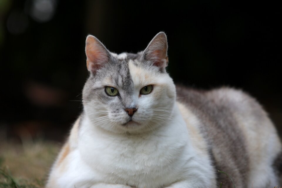 Lying thick cat stretched