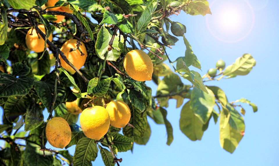 Vitamins yellow fruit photo