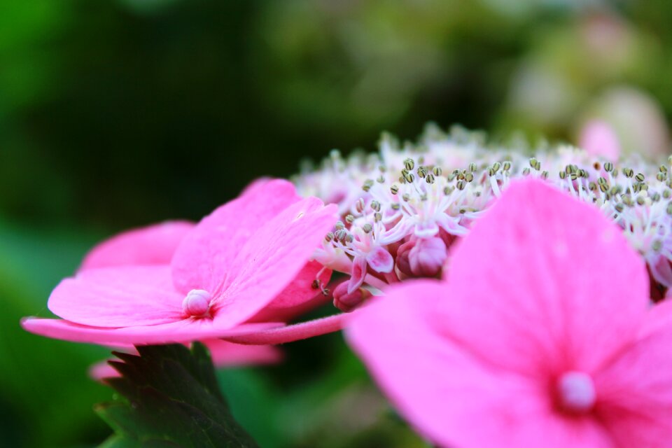 Garden nature flowers photo