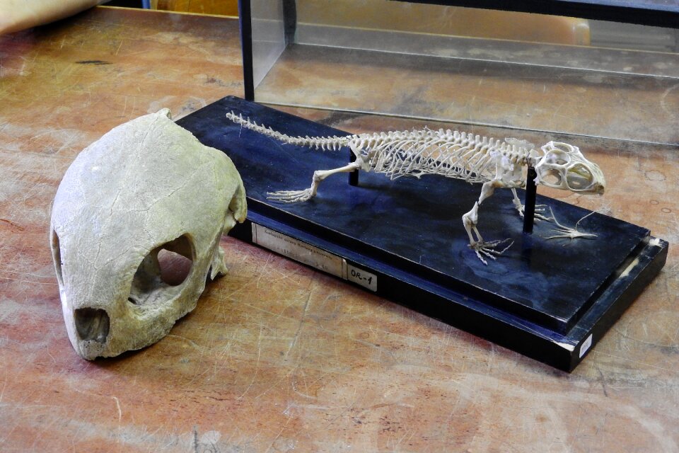 Turtle rhynchocephalia skeleton