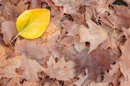 Fall nature vibrant photo