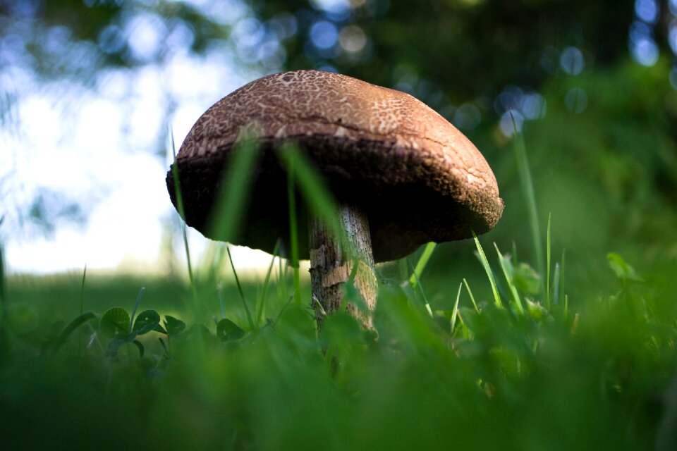 Lawn close-up finnish