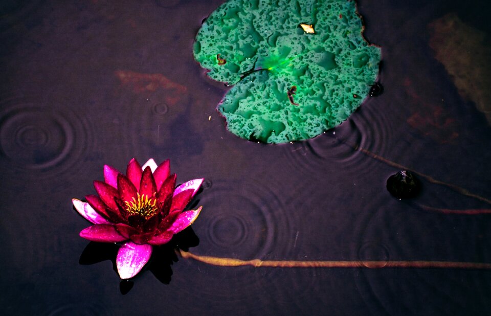 Lotus watermark purple