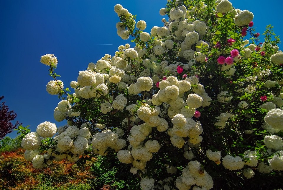 Blossom botanical botany