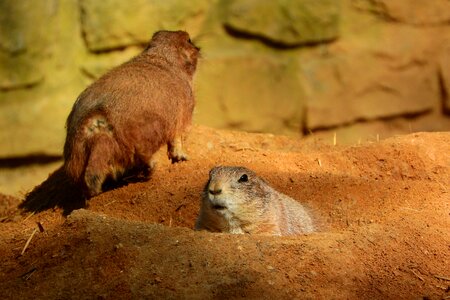Prairie dogs rodent zoo