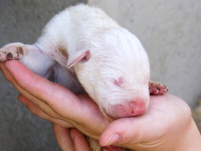 Breeding great dane puppy sleeping photo