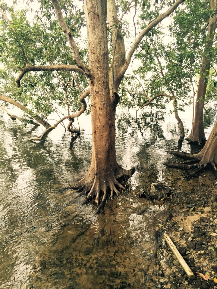 Tree tropical ecosystem
