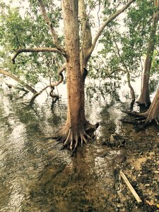 Tree tropical ecosystem