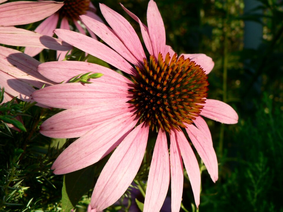 Nature flora