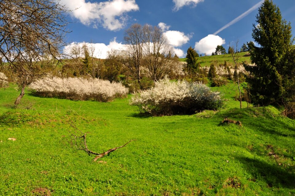 Meadow nature spring