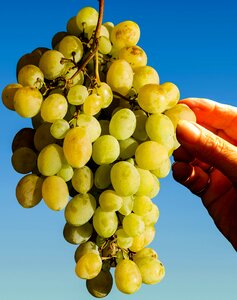 Keep pick harvest
