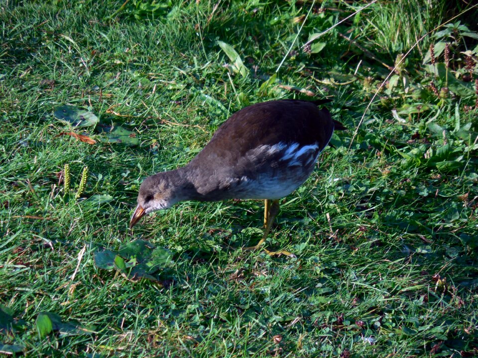 Ralle young bird water bird
