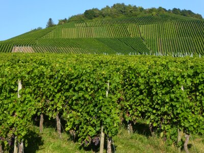 Vines slope grapes