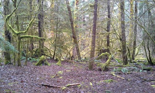 Trees rainforest green photo