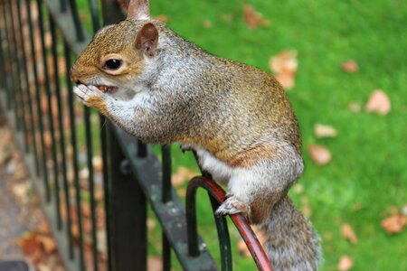 Squirrel fence animal