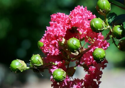 Blossom bloom seed pods photo