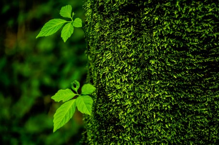 Trees green life