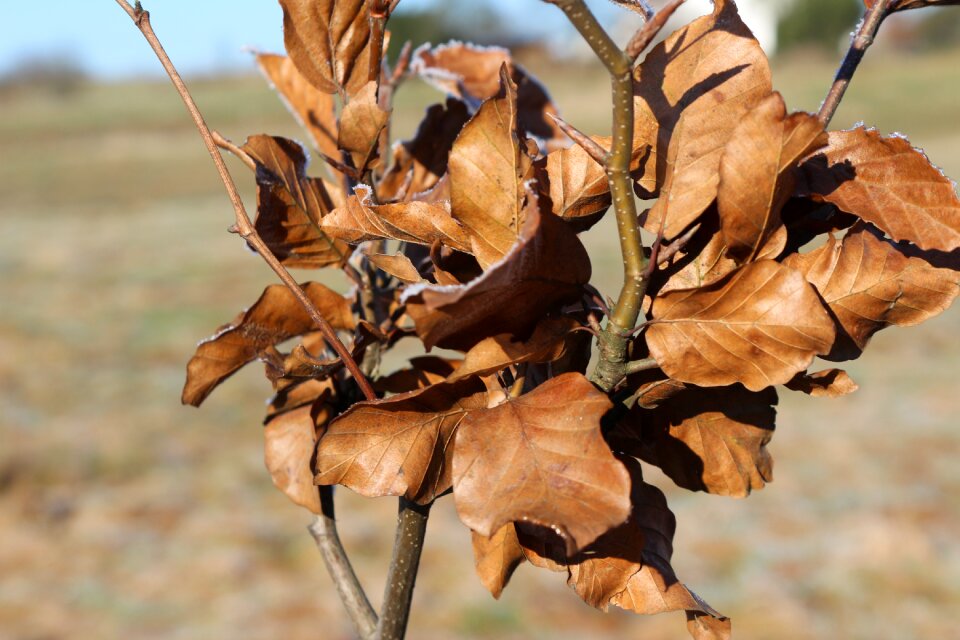 Frost tree plant