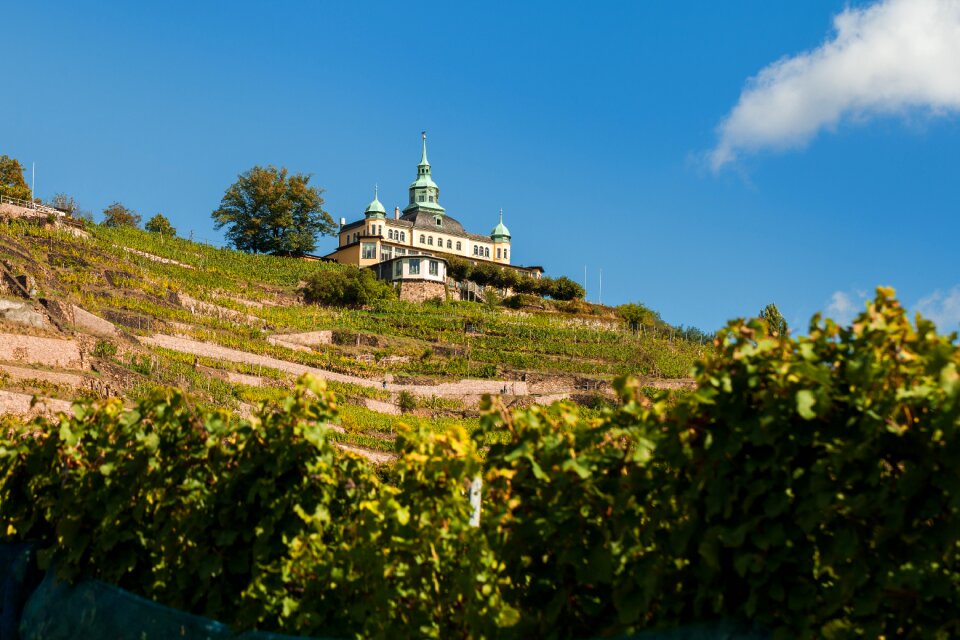 Winegrowing wine vines
