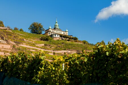 Winegrowing wine vines