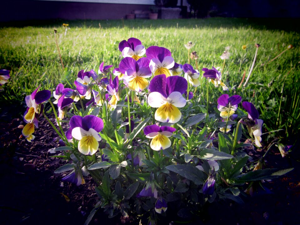 Nature spring summer
