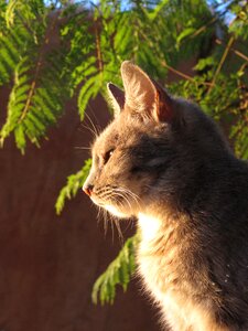 Pet animals profile