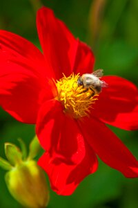 Summer closeup insect