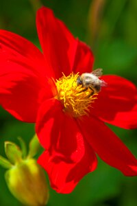 Summer closeup insect photo