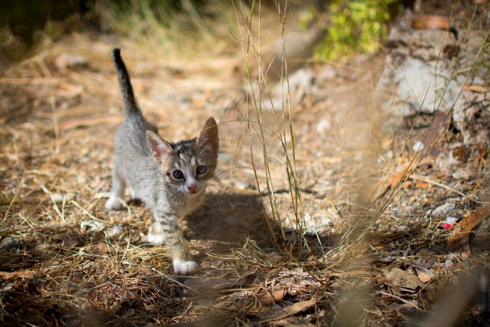 Animals pet feline