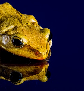 Frog close up mirror image photo