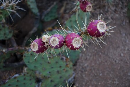 Arizona prickly prickly pear