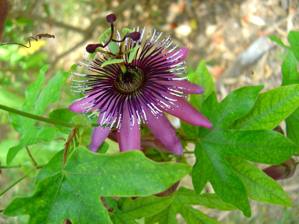 Bloom flower plant