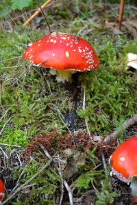 Poisonous red natural photo