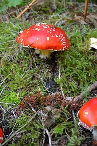 Poisonous red natural
