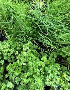 Fresh green healthy