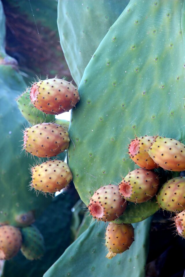 Cactus flowers cactus flower pointed