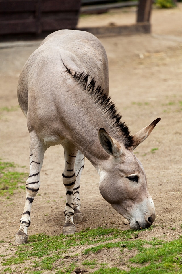 Animal wild equus africanus somaliensis