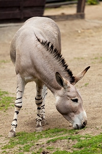 Animal wild equus africanus somaliensis