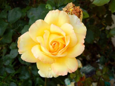 Blossom bloom yellow roses
