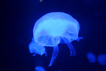 Jellyfish ocean aquarium photo