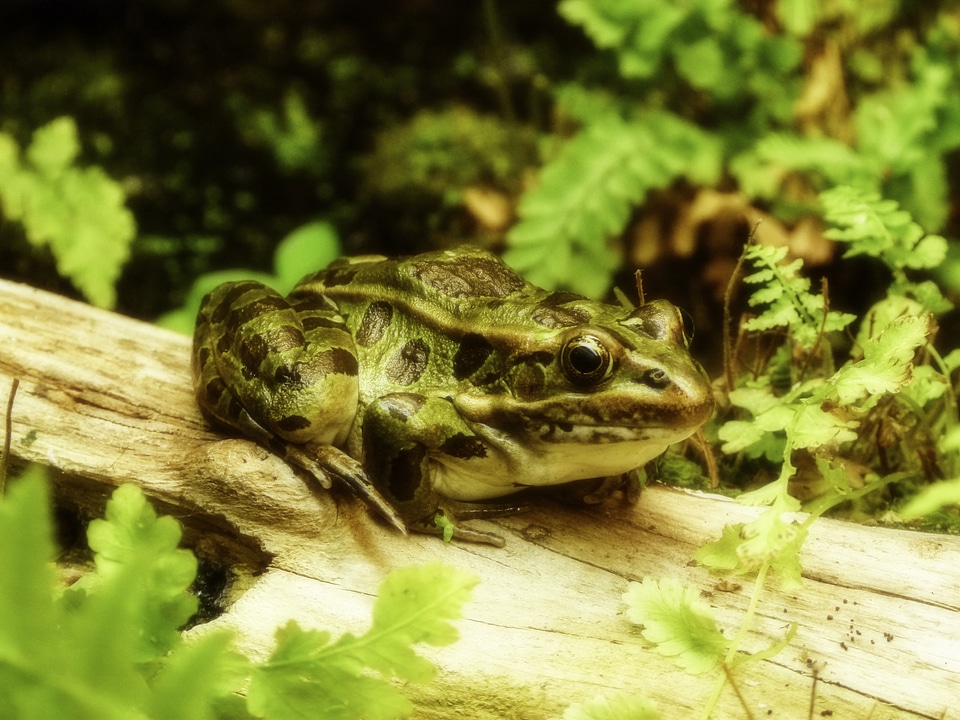 Animal creature frog pond