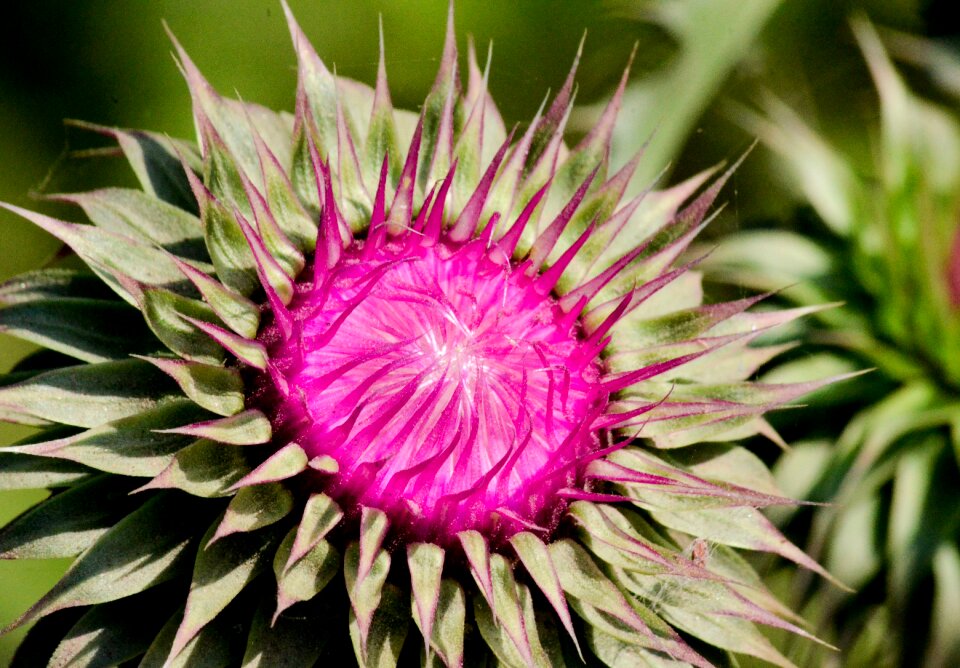 Thistle beauty flowers photo