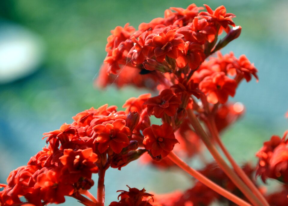 Summer gardening
