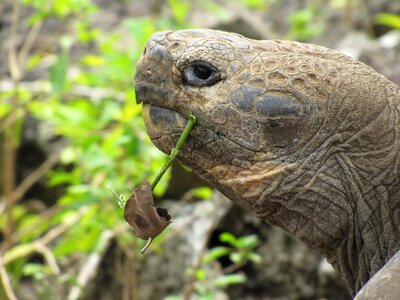San cristobal tortoise old photo