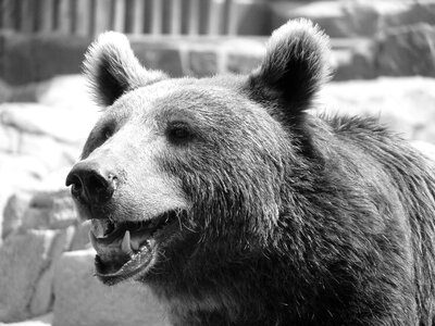 Animal portrait brown